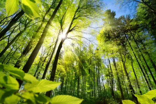 Why Plant a Tree?